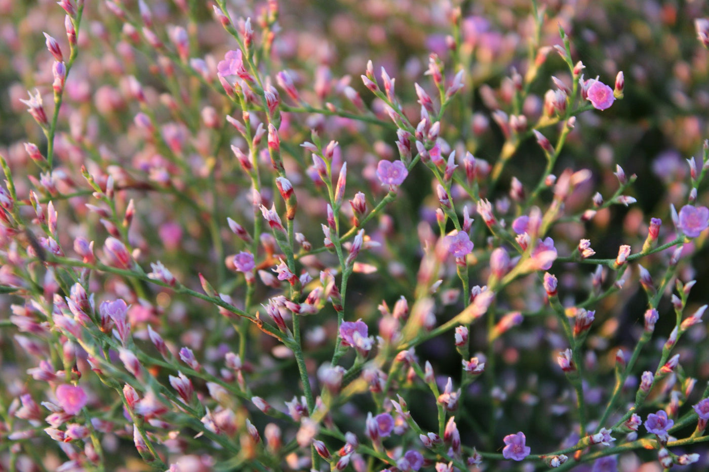 Sea Lavender