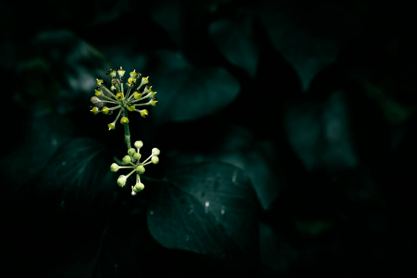 Ivy Flower